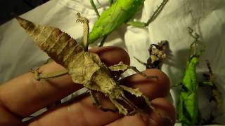 Massive group of insects Heteropteryx dilatata720p [upl. by Kin49]