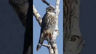 Merlin Sound Video Pigeon Hawk Birds of Prey Sounds [upl. by Toland]