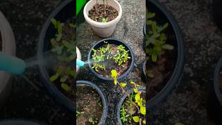 Todays garden updatePlants me fungicide spray garden gardening flowers nature asthasgarden [upl. by Berthold]