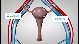 Les hormones féminines comme vous ne les avez jamais vues [upl. by Eclud]