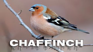 Eurasian chaffinch song [upl. by Aruabea411]