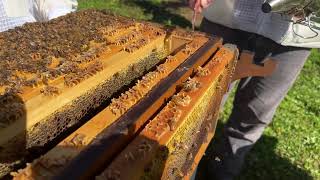 Flow Hive Beginner Beekeeping QnA [upl. by Heise794]