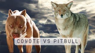 COYOTES VS AMERICAN PITBULL TERRIERS [upl. by Gathard432]