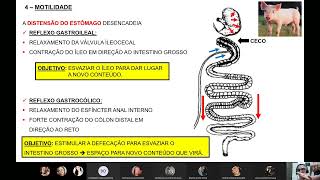 FISIOLOGIA VETERINÁRIA  ESTÔMAGO – MOTILIDADE [upl. by Nnyre29]