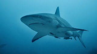 Shark Senses Electrosensory System [upl. by Fabyola426]