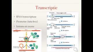 Genexpressie en genregulatie [upl. by Asuncion]