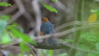 Orange headed Thrush [upl. by Malda]