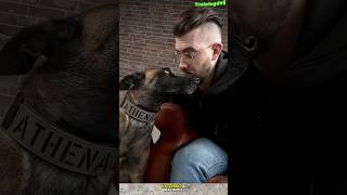 My love ❤️ belgiummalinois dog germanshepherd belgiummalinois malinois dogtraining k9 [upl. by Livingstone]