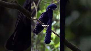 Bird Swallowed Stick  LongWattled Umbrellabird🐦‍⬛☂️ birds animals animalshorts [upl. by Telfer]