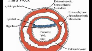 Early Embryology [upl. by Novyad615]