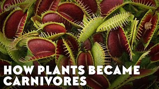 How Plants Became Carnivores [upl. by Assilym]