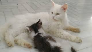 Mother Cat Feeding Milk To Her More Than 3 Months Old Kittens She Isnt Weaning Them Yet [upl. by Ahsimot]