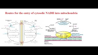 MalateAspartate Shuttle and Glycerol 3 Phosphate Shuttle [upl. by Andromada]