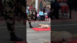 BSF Dog 🐕 Squad Parade bsfparade dog shortsvideo shorts short [upl. by Hayouqes244]