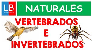 Animales VERTEBRADOS e INVERTEBRADOS para niños ✔👩‍🏫 PRIMARIA [upl. by Abbott]