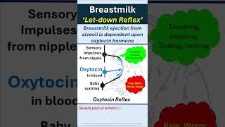 Breastmilk Secretion Letdown Reflex drrajindergulati oxytocin youtubeshorts breastmilkfacts [upl. by Arais897]