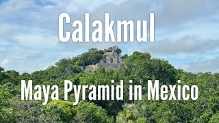 Mayan Pyramid Calakmul in Mexican Jungle 4k [upl. by Dulcie]