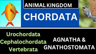 CHORDATA AGNATHAGNATHOSTOMATAUROCHORDATACEPHALOCHORDATA VERTEBRATATGT SCIENCELTRNCERT [upl. by Irtak]