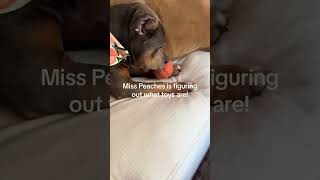 Dave Portnoy’s Dog Miss Peaches Gets Her First Toy Ever [upl. by Chemosh]