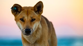 Dingo involved in attack of woman identified as animal of concern’ [upl. by Jabon]