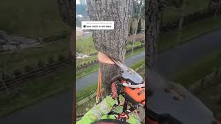 Climbing Arborist removing a tree in a tight spot [upl. by Eerehs282]