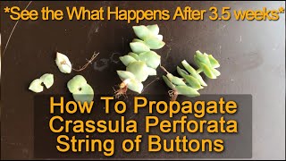 How To Properly Propagate Crassula Perforata  String of Buttons Using Stem Cuttings [upl. by Plantagenet]