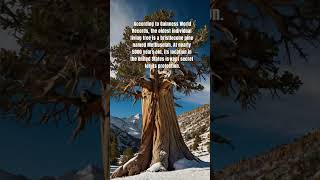 Guarding Methuselah The 5000YearOld Bristlecone Pine Hidden in the US [upl. by Ruon]