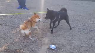 Lieblingshund Dunkelbunt Kai amp Shiba spielen kaiken 甲斐犬 [upl. by Neelhtakyram]