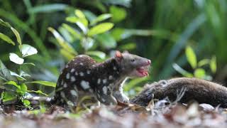 Northern Spottedtailed Quoll feeding on Pademelon HD [upl. by Breen]