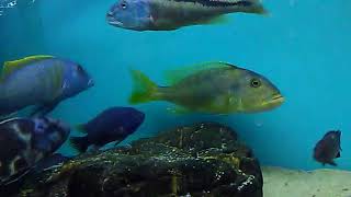 Tyrannochromis nigriventer South wild [upl. by Steinway]