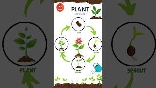 Life Cycle of a Plant  Learn Plant Life cycle  Educational Video kids plants flowers [upl. by Nnylarak543]