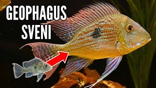 Geophagus Sveni  Growth Rate amp Evolution [upl. by Moneta971]