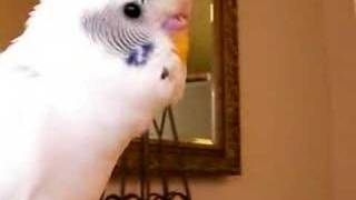 Talking Parakeet Inkochan インコ ピヨ吉おしゃべり [upl. by Freed]