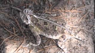 Rare Texas Horned Lizard or Horny Toad [upl. by Ellehcan650]