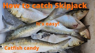 How to catch Skipjack on the Ohioriver at a Dam [upl. by Aliel441]