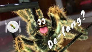 Can  should you DEFANG a TARANTULA  QampA [upl. by Dorris769]