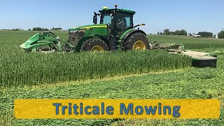 Triticale Cover Crop Mowing in SE Minnesota [upl. by Mayman]