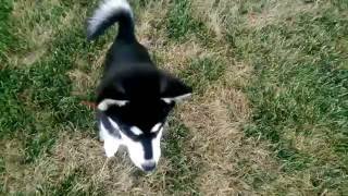 Training 5 month old Pomsky Puppies [upl. by Aierbma]