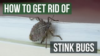 How to Get Rid of Stink Bugs 4 Easy Steps [upl. by Nayrbo]