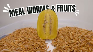 10000 Worms and Fruits [upl. by Llereg]