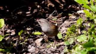 Dunnock Prunella modularis  Heckenbraunelle 06 [upl. by Congdon]