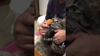 【指サックはめてみた！！】かわいい chop 猫のいる暮らし cat family funnyvideo foryou [upl. by Amoreta]