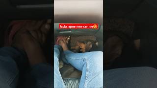 Jacks ki new Car🚘 shorts shortvideo short dog doberman grandvitara car doglover [upl. by Feetal]