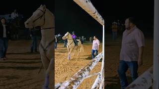 Rodeo in Laredo tx viralvideo shorts cowgirl horse music rodeo valentinasosa jdlpuma208 [upl. by Bennink313]