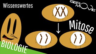 ► Mitose  verständlich erklärt  Wissenswertes [upl. by Aram254]