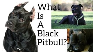 What Is A Black Pitbull Please Dont Mind The Camera Angle [upl. by Ham]