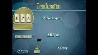 Ribosomas y el Proceso de la Traducción  Biología II SIAO 2012 [upl. by Egamlat282]