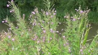 Great willowherb Epilobium hirsutum [upl. by Llemhar587]