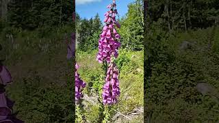 Foxgloves Hirsel windy conditions [upl. by Akemehc477]