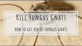 How to kill fungus gnats beneficial nematodes [upl. by Sugihara680]